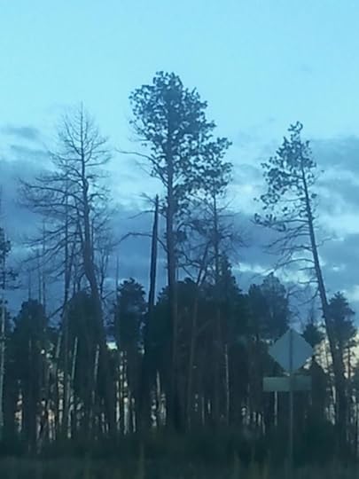 Grand Canyon North Rim Forest