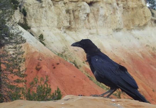 Crow-Posing-at-Bryce-Canyon