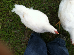At least the chickens think my feet are appealing.