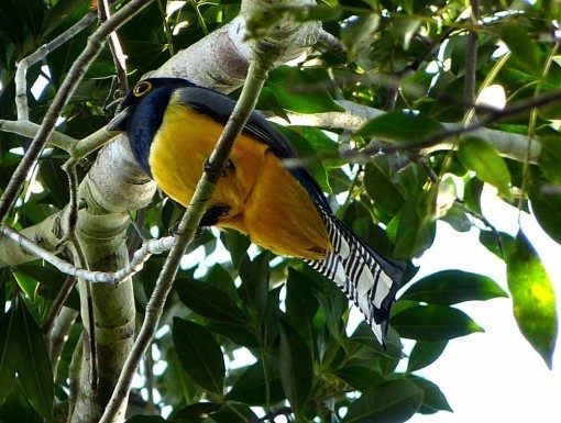 ViolaceousTrogon
