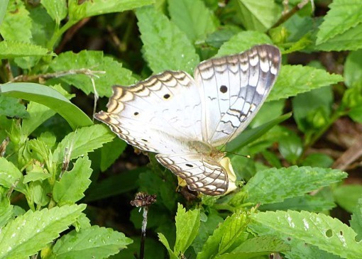 WhiteButterfly