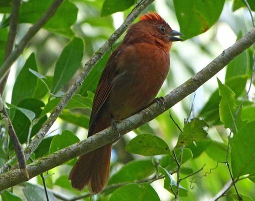 RedCrownedAntTanager