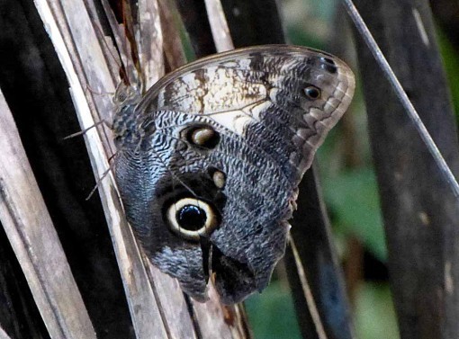YellowFrontedOwlButterfly