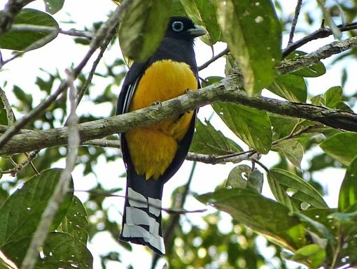 BlackHeadedTrogon