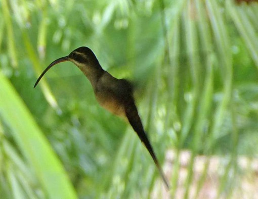 LongBilledHermit