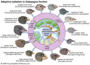 Darwin's finches