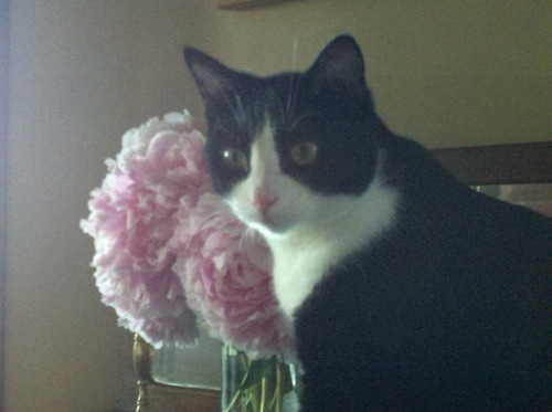 Pink-Petal Peonies, Pink-nose Pard