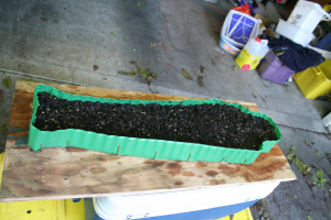 Osiris just after being planted; needs prettying up