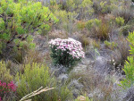 Fynbos-flowers