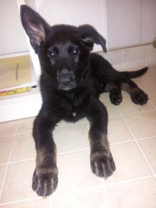 Bi-color German Shepherd Dog (Darcy) at 9 weeks of age