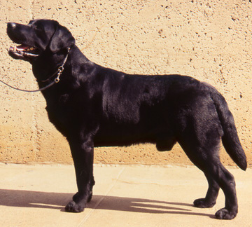 Labrador