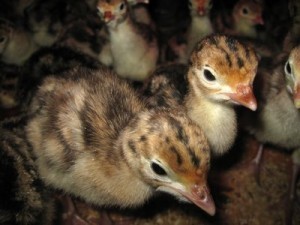 someone else's picture of turkey poults
