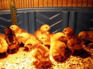 Our new buckeye chicks