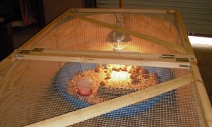 Brooder interior with chicks
