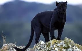  photo blackpanther_zps6338c131.jpg