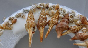Junonia shell wreath