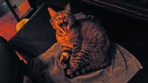 SAMSUNG DIGITAL CAMERA