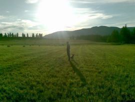 lawn_care_grass_seed