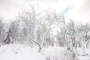 I enjoy the raw shape of the tree's skeletal form as the snow adorns it!