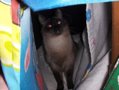 photo of Yum Yum with two good eyes