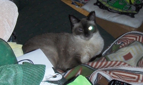 photo of Yum Yum with her blind eye