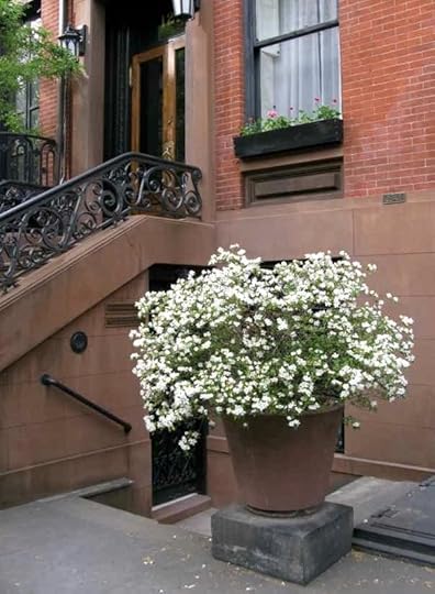 Pot of flowers on 11th Street