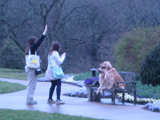 dog contest at Cheekwood