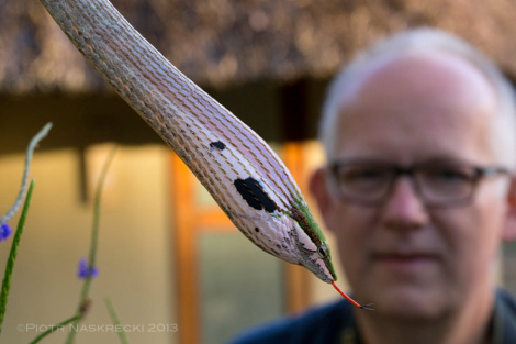 MO and a rather angry, and very deadly, Twig snake (Thelotornis capensis)