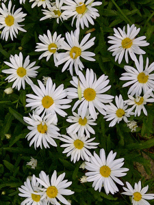 From my neighbour's garden.