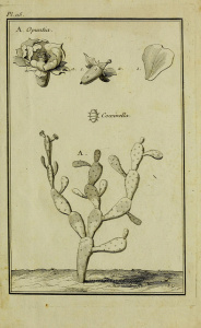 medicinal plants