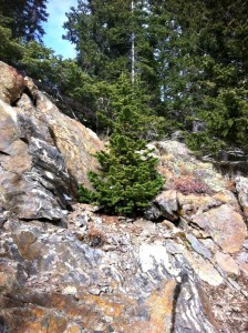 pine tree in the mountains
