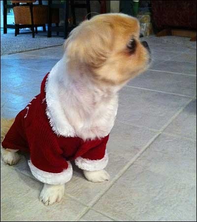 puff-the-christmas-dog.jpg