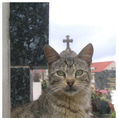 I Think We've Found the New Pope
