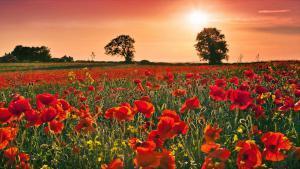 Poppy