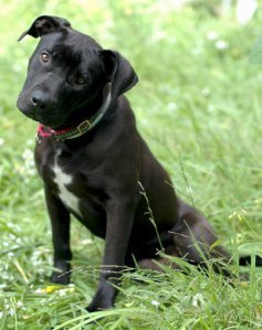 Ben | Rocket Dog Rescue www.rocketdogrescue.org