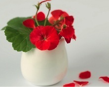 dreamstime_xs_28165170