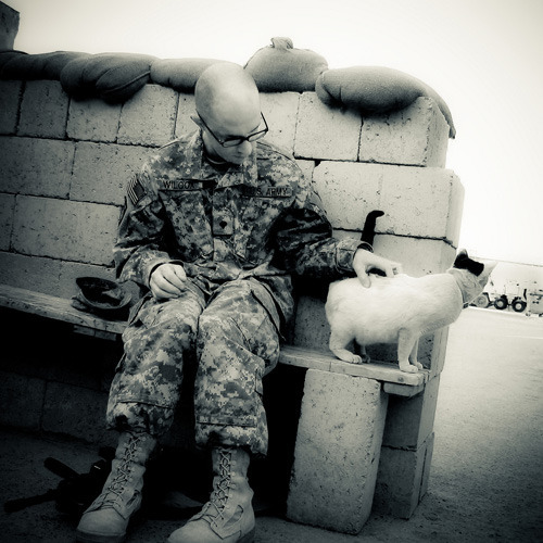 Tom and Iraqi Kitty