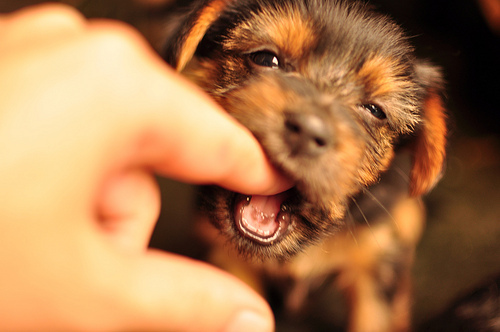 Puppies