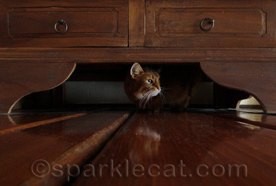 Only one kitty at a time is allowed under here. I made up that rule.