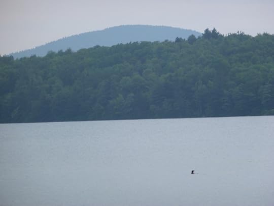 loons.jpg 