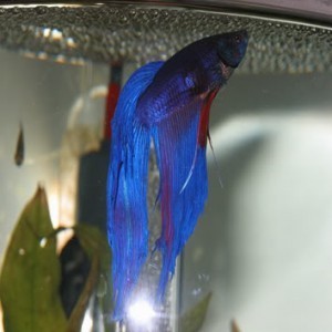 image courtesy of photobucket.com