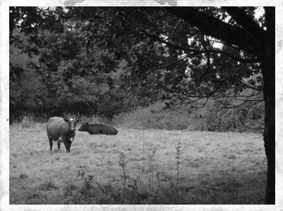 Cows