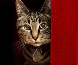 fearful_cat