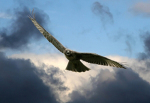 hawk1