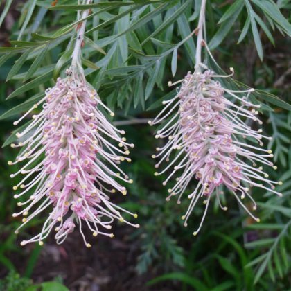 Grevillea Bundeena 2013