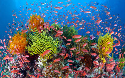 Great Barrier Reef