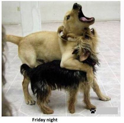 dogs8