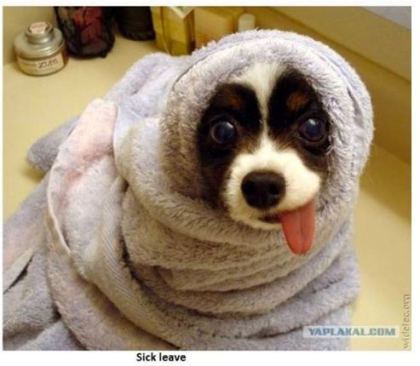 dogs9