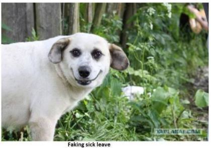 dogs10