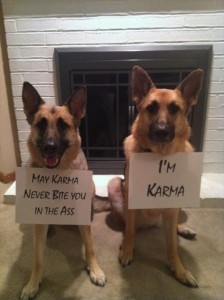 karma dogs